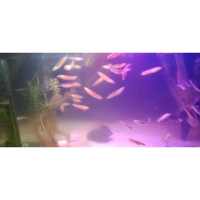 Patung Chana Asiatica WS