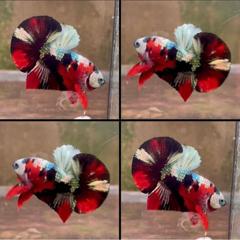 Top Grade Red Koi Cooper JanTan Top Grade
