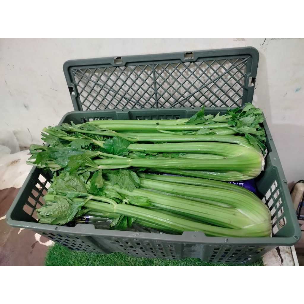 

RB CITRA FRESH - Celery Stick 10 Kg - Selalu Ready dan Fresh