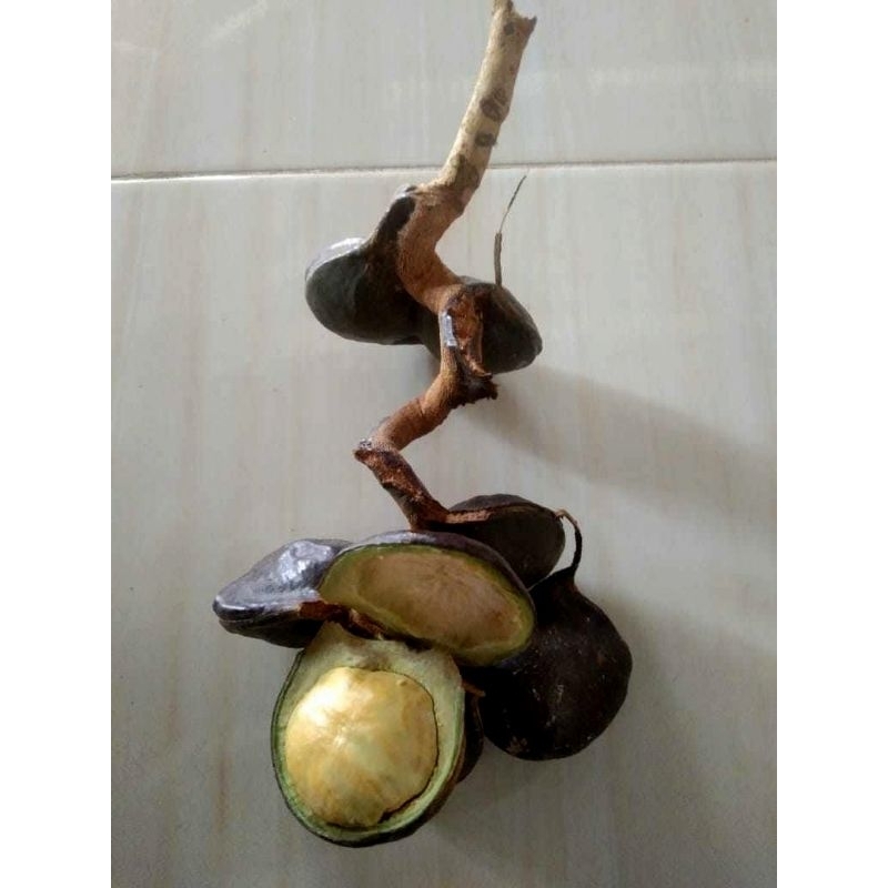 

Jengkol tua kulit dan kupas