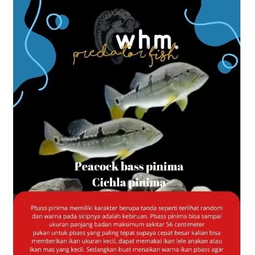 peacock bass pinima 7-8 cm (mainan ikan)