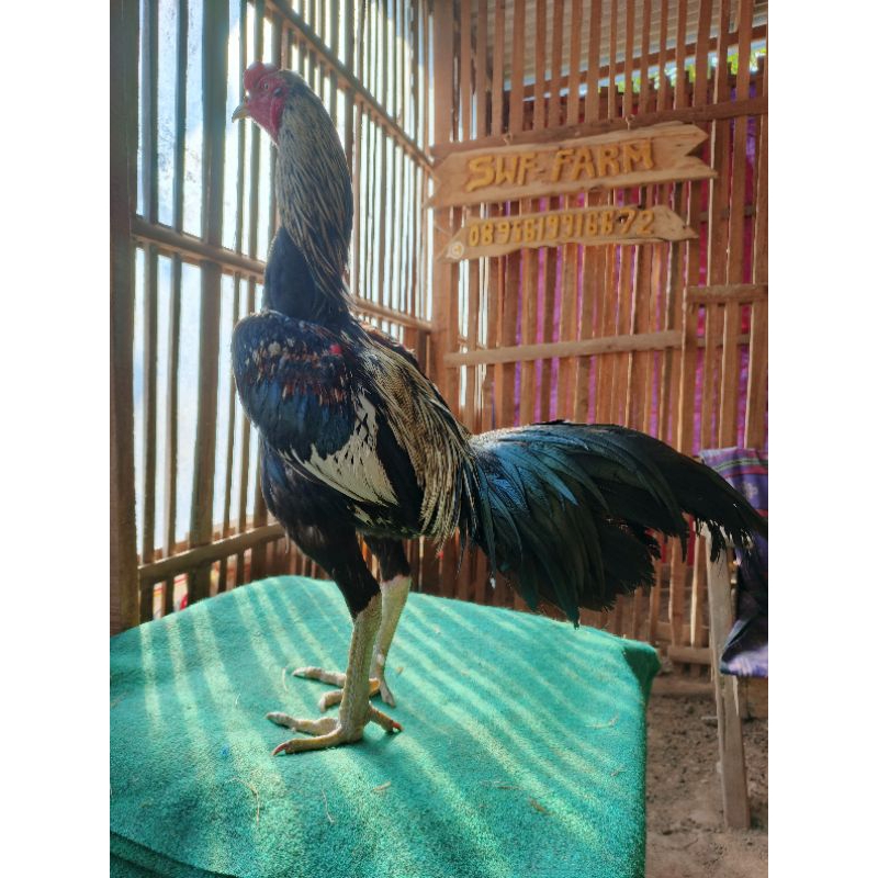 siapan koyngon Tulangan badakk pukul bom