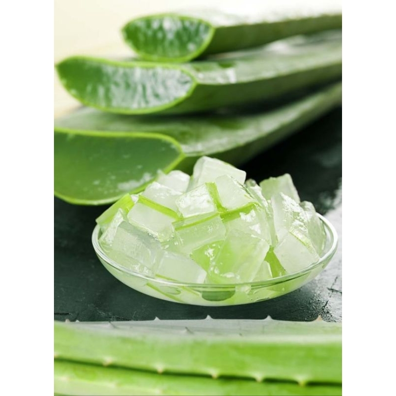 

Pelepah Lidah Buaya Aloevera Jumbo