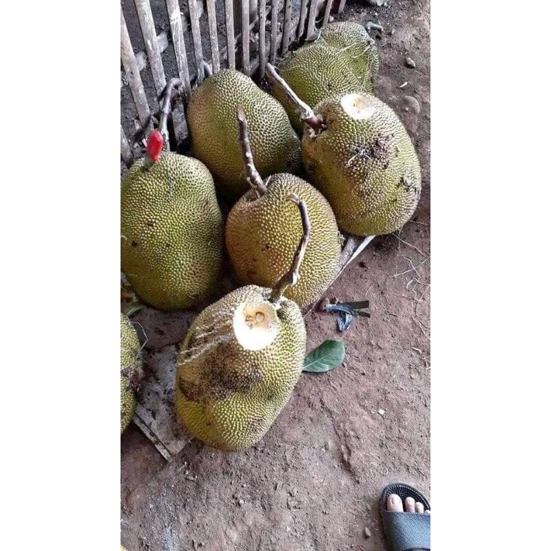 

BUAH NANGKA SUPER SUDAH MATANG 1 UTUH