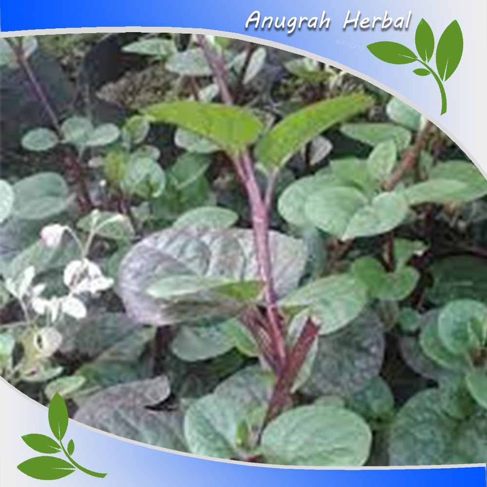 

Bibit tanaman daun Binahong merah