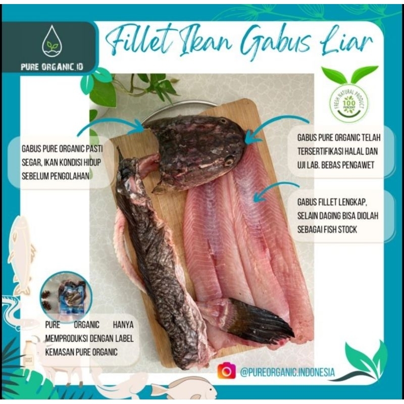 

Fillet Gabus Liar Pure Organic (1 kg ikan)