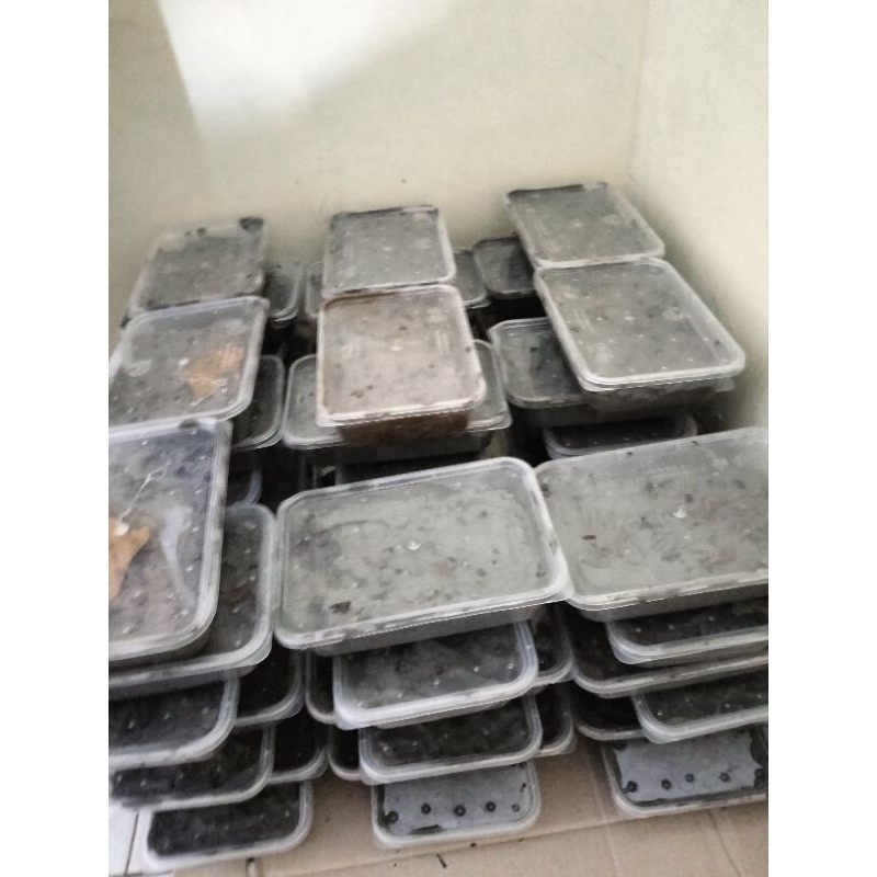 cacing laut /cacing naga isi 80