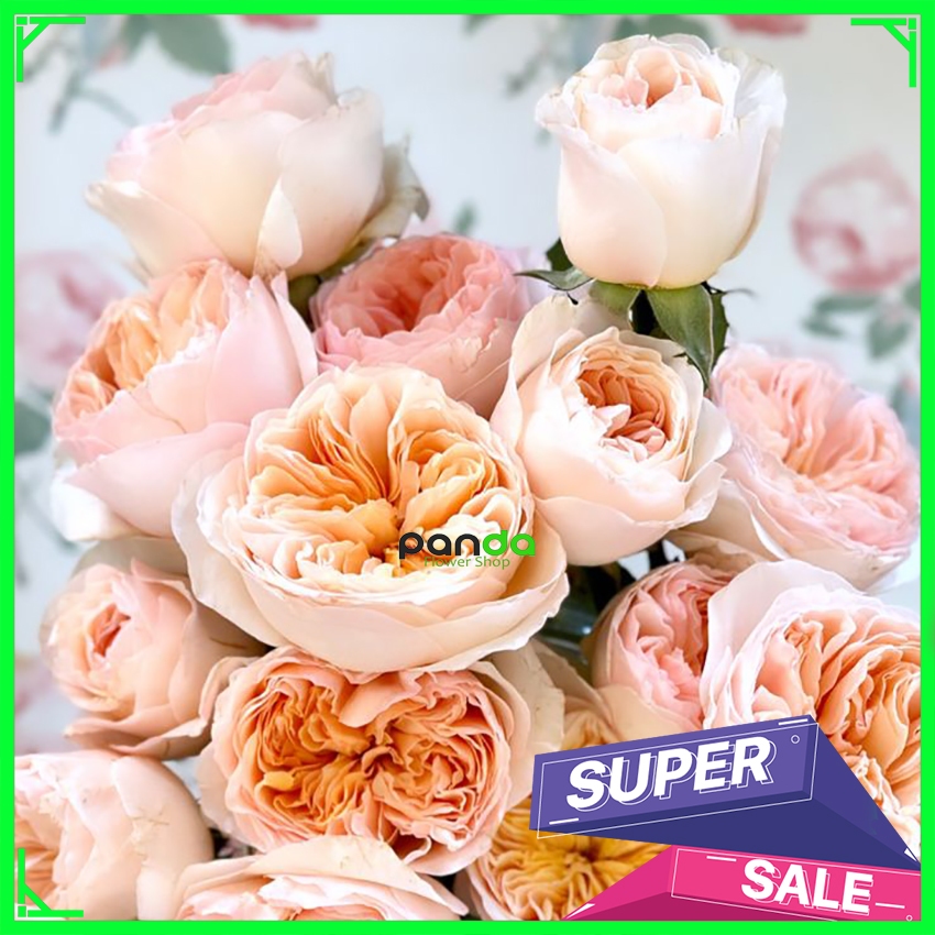 Tanaman Mawar Import - Juliet Rose