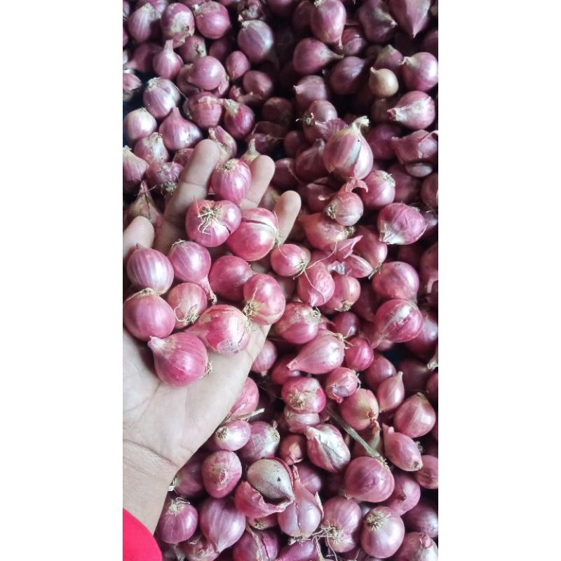 

bawang merah tanggung