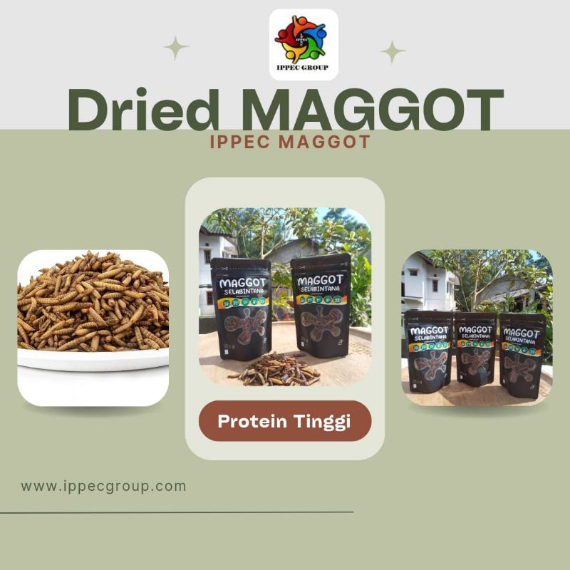 MAGGOT BSF KERING 1 KG BY IPPEC MAGGOT _ MAGGOT KERING PREMIUM _ BERKUALITAS