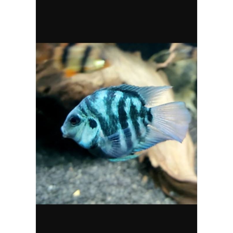 blue polar