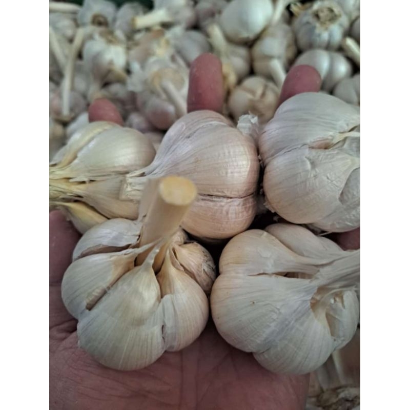 

Bawang Putih Kating 1Kg MURAH FRESH SEHAT| bumbu memasak