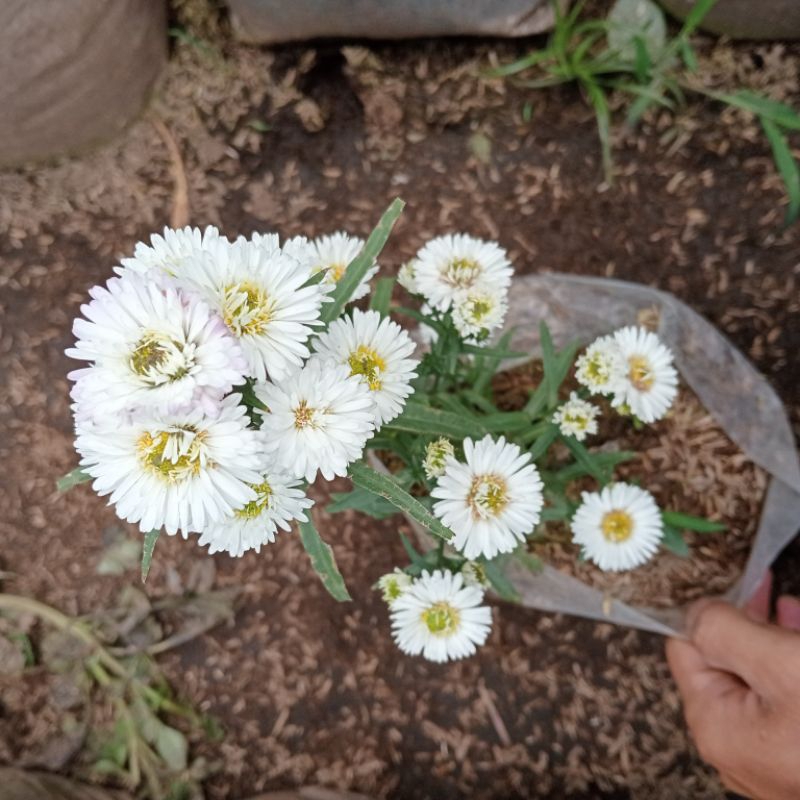 pikok mahrit bunga putih