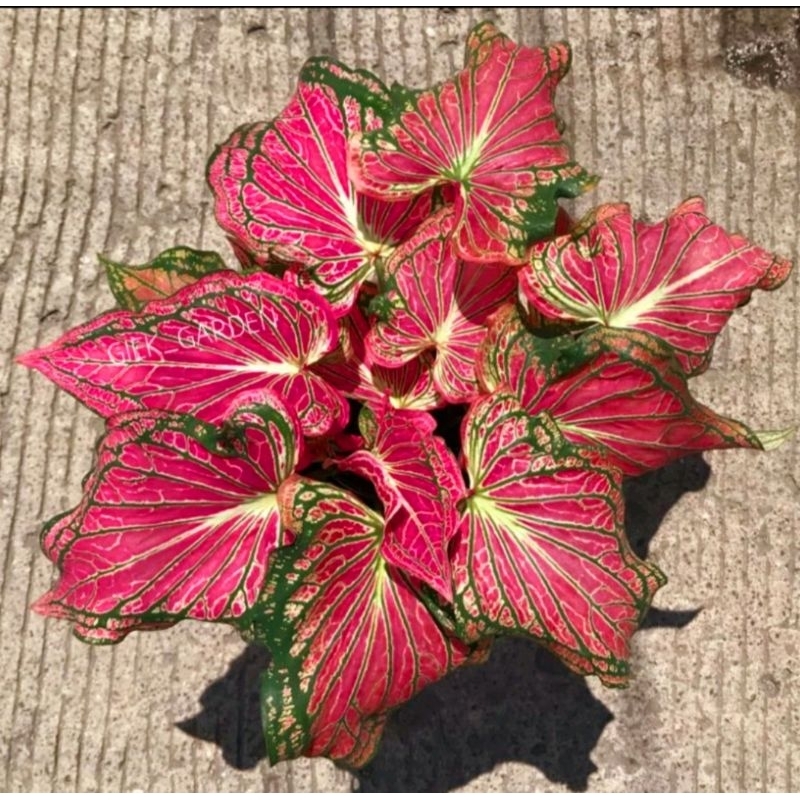 ( BISA COD ) Caladium Wayang Merah Keladi Hias Wayang Merah Tanaman Hias Keladi Murah Meriah / Kelad