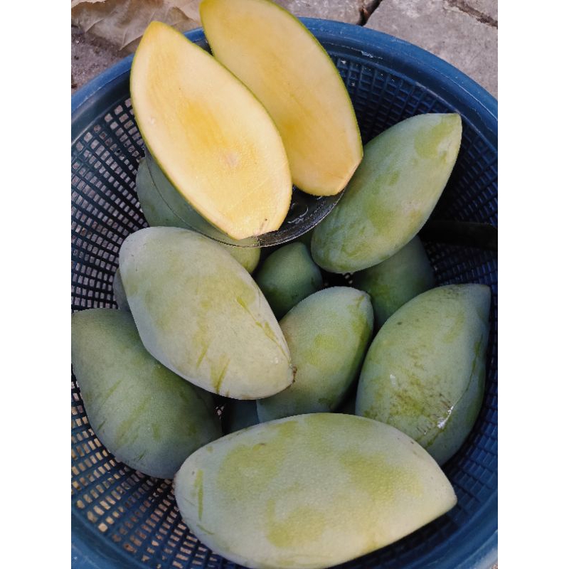 

mangga rujak mengkel (mangga golek gemol)