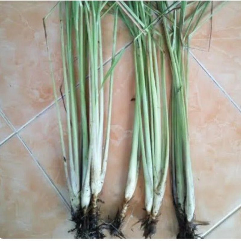 

Serai bumbu dapur bumbu masak
