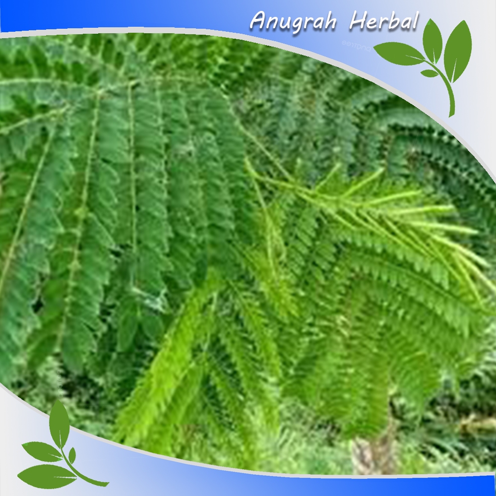 

Daun Kedawung Segar fresh langsung petik herbal 250 gram