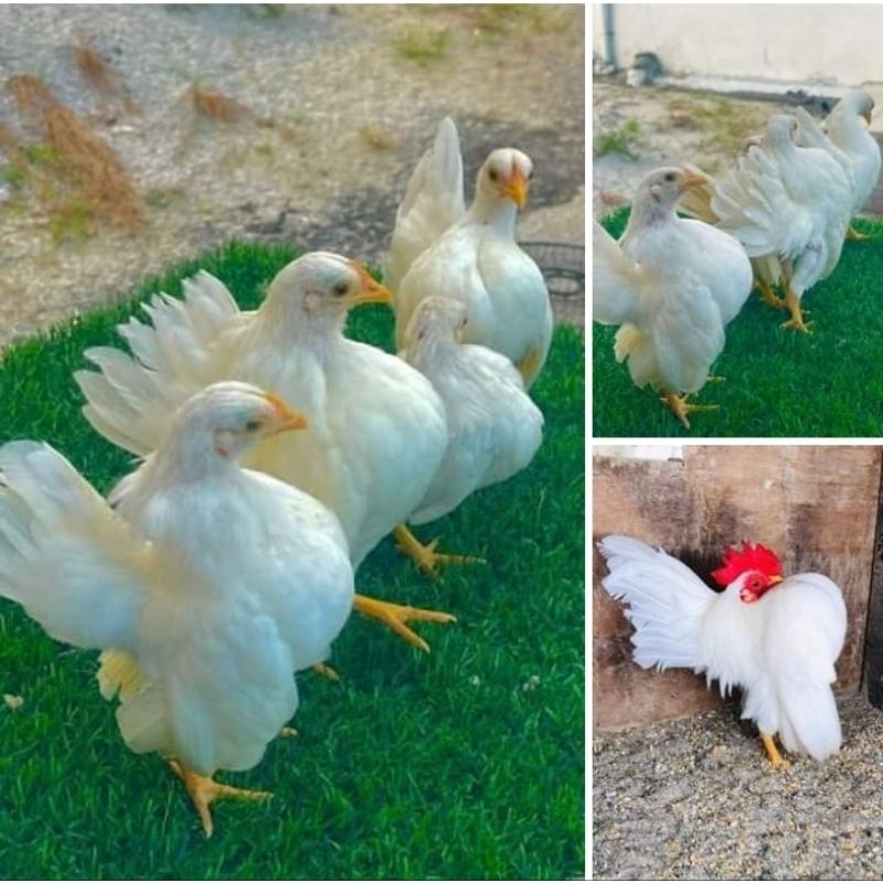 

(8 butir) Telur Ayam Serama Putih Original Fertil isi 8 butir