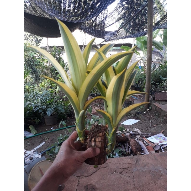 Hanjuang Bonsai Varigata