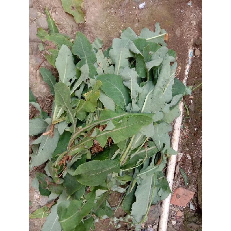 

DAUN TEMPUYUNG 1KG