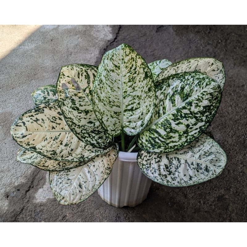 Aglonema Big Leaf / Aglonema Sansan Jumbo