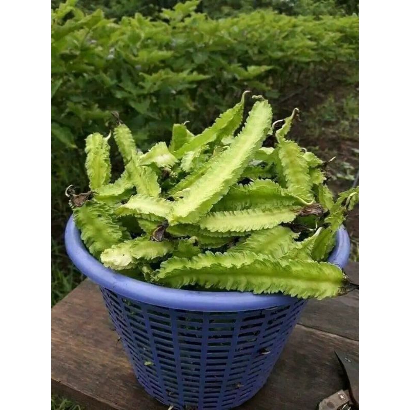 

Kecipir 1kg