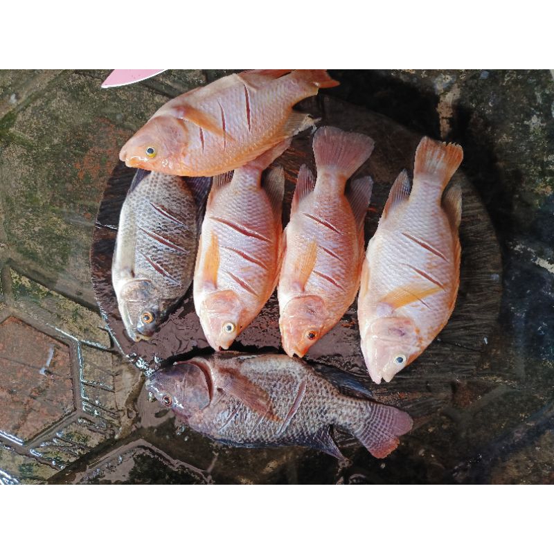 

Ikan nila konsumsi FRESH dan SEGAR - Fio Fish