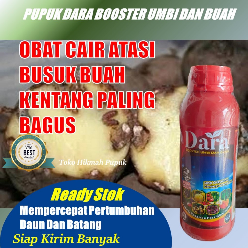 (REALPICT) Obat Organik Cair Mengatasi Layu Fusarium pada Tanaman & Buah Kentang Paling Ampuh, DARA 