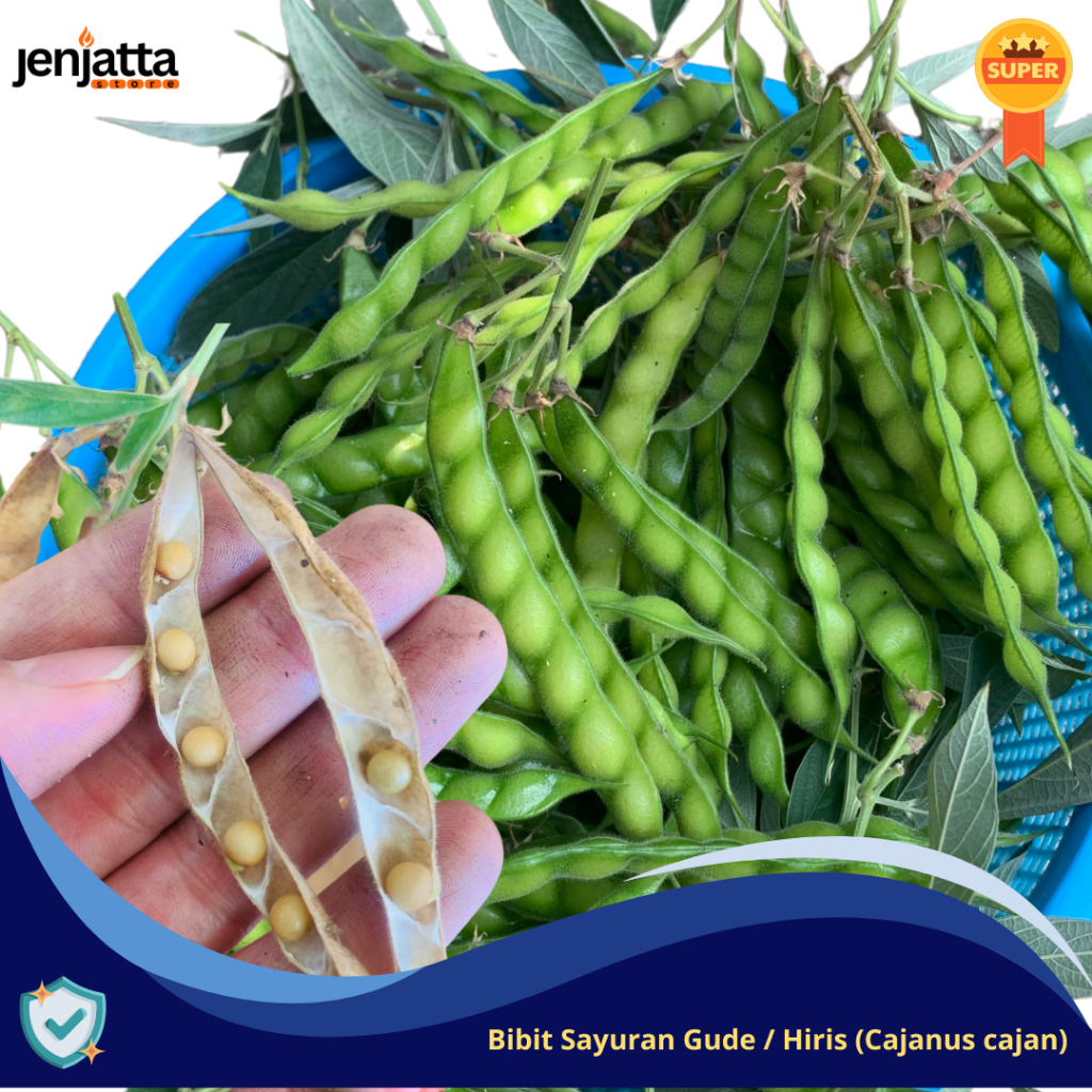 Bibit Kacang Gude Hiris Tanaman Sayur Cajanus cajan sp.