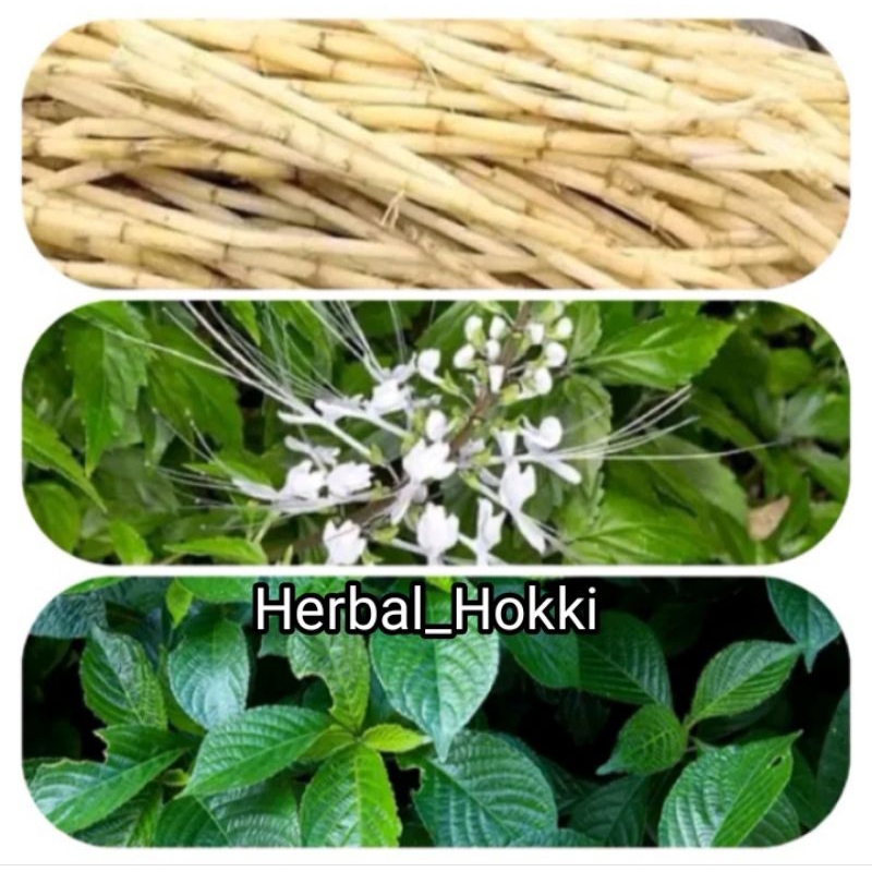 

Herbal Batu Ginjal Paket Komplit kumis kucing/keni beling/akar alang alang segar