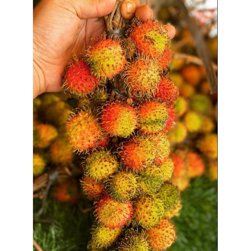 Bibit Rambutan Rapiah okulasi