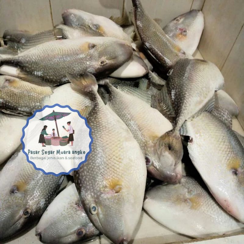 

Ikan Ayam-Ayam Segar Seafood hasil laut segar 1 kg