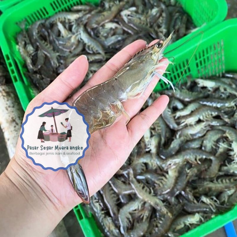 

Udang Windu Pacet segar 1 kg