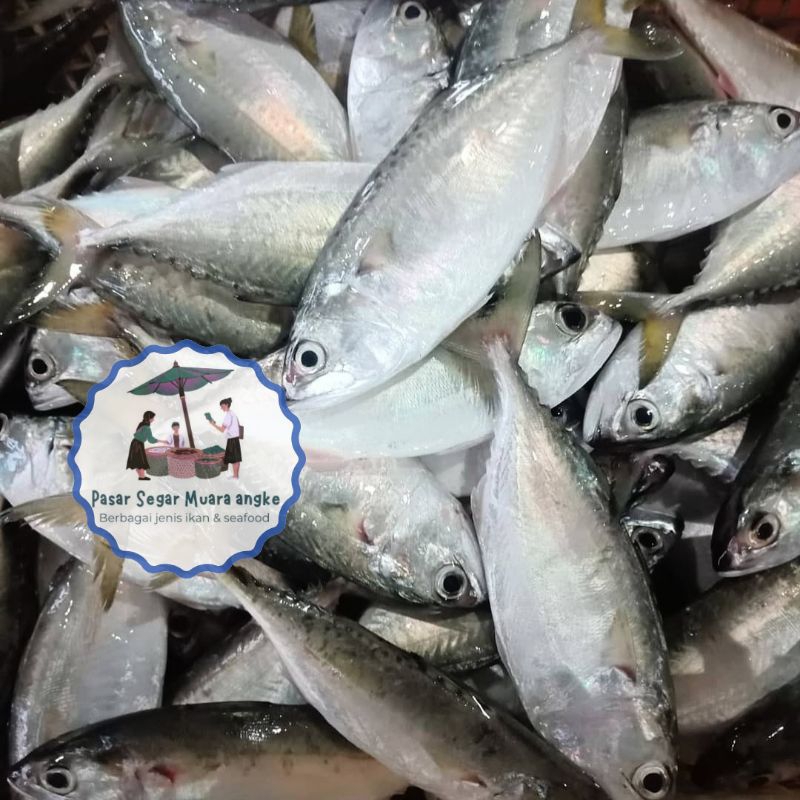 

Ikan Kembung Banjar Segar Seafood hasil laut segar 1 kg