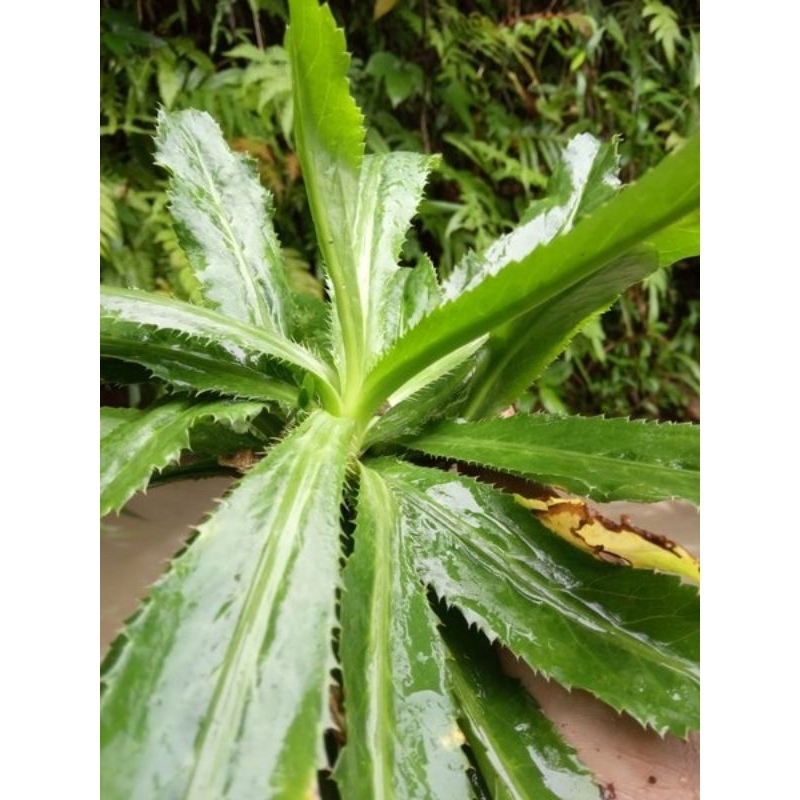 

DAUN WALANG SANGIT SEGAR/BIBIT WALANG SANGIT FRESS