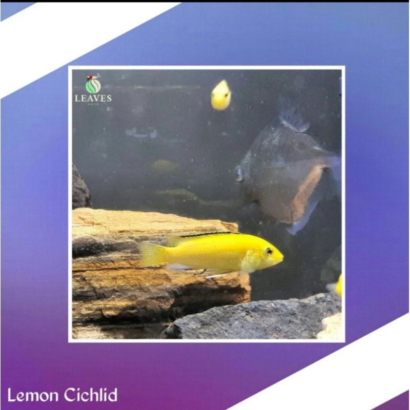 Cichlid lemon ikan aquascape