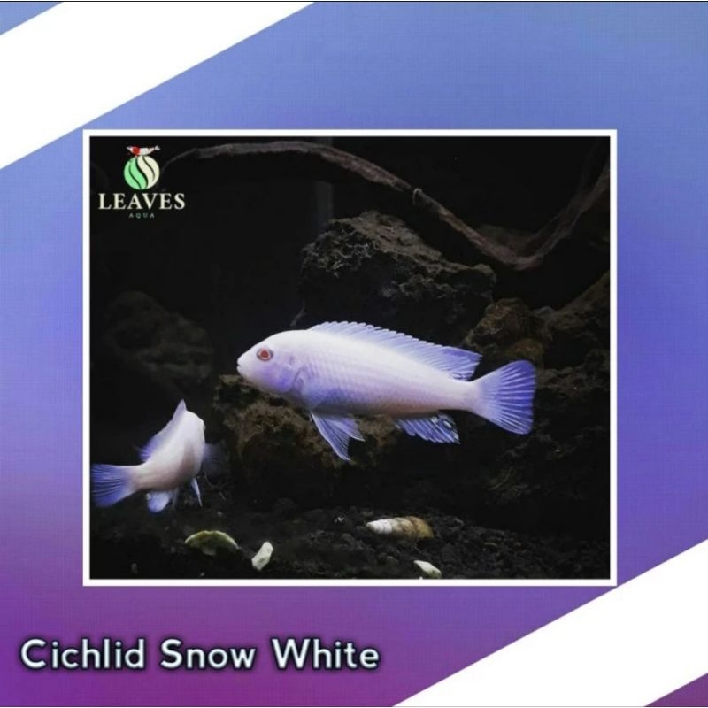 Cichlid snow white ikan aquascape