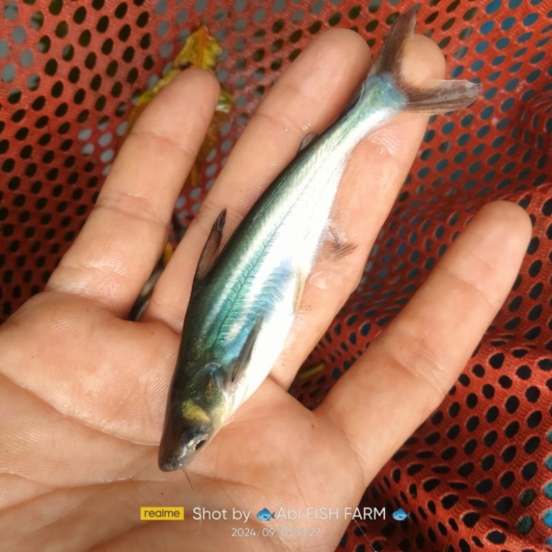 bibit ikan patin 8-10cm