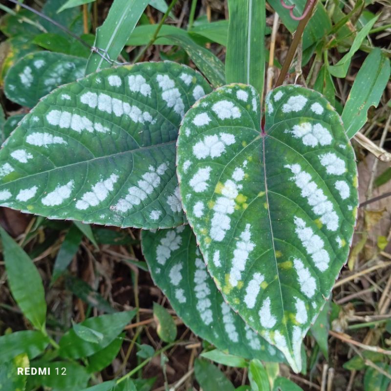 Daun Sirih kraton segar petik langsung