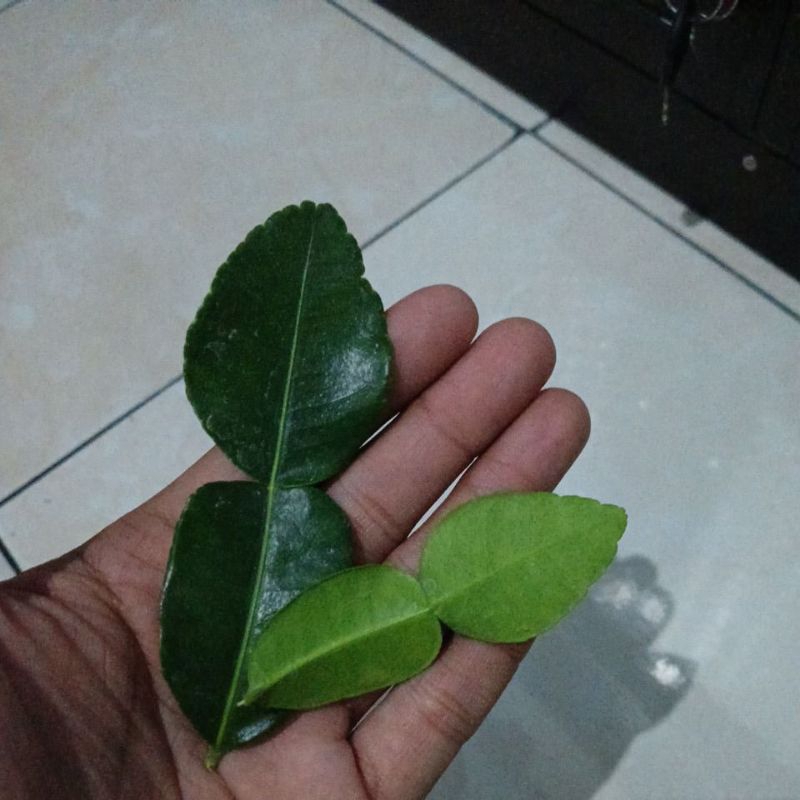 

Daun Jeruk Purut Segar . Per Pack