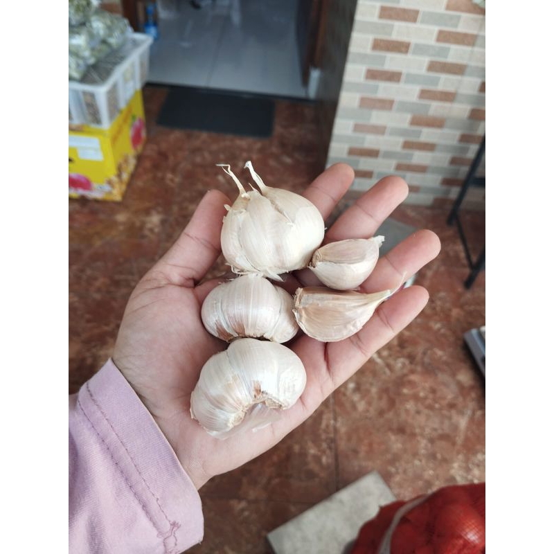

Bawang Putih Kating Panenan Baru