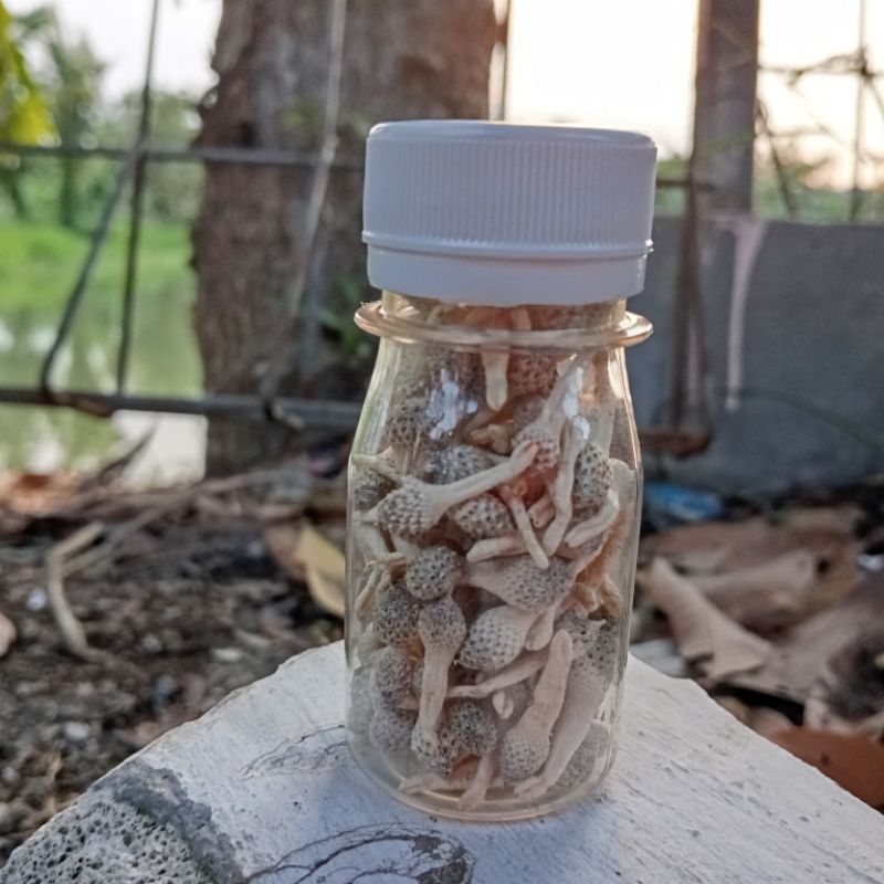 empot ayam putih biang utuh original premium 100 persen herbal