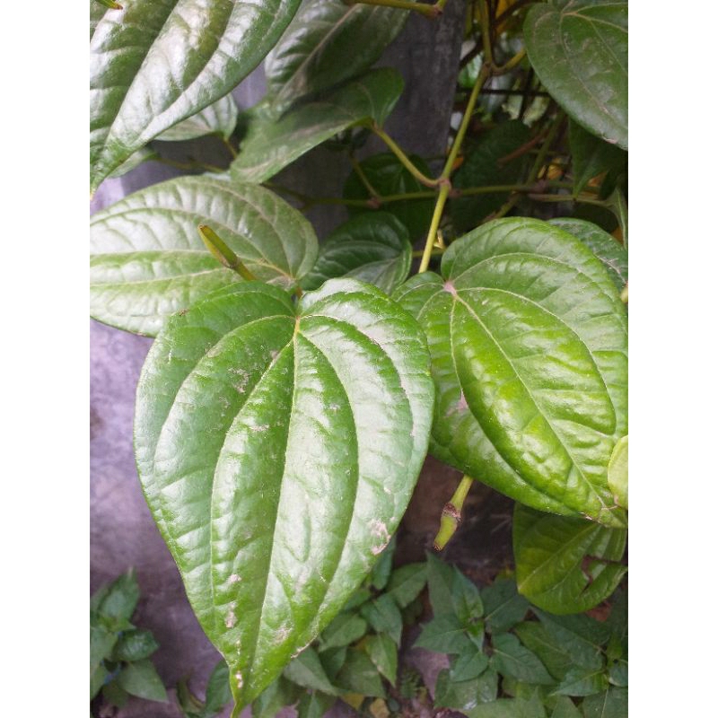

daun sirih
