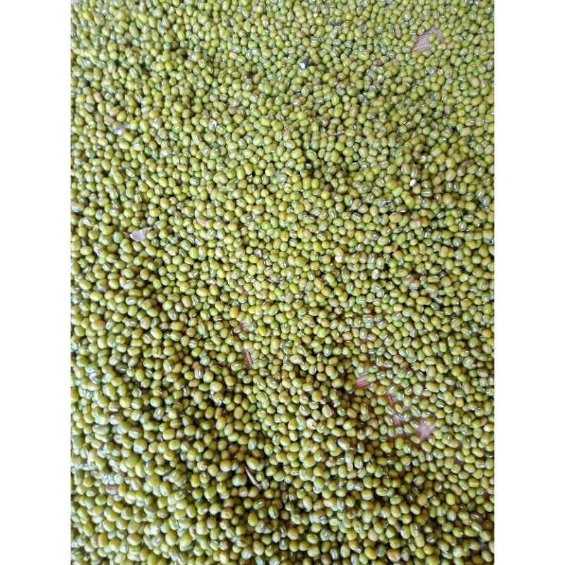 

Kacang Hijau Segar 1Kg