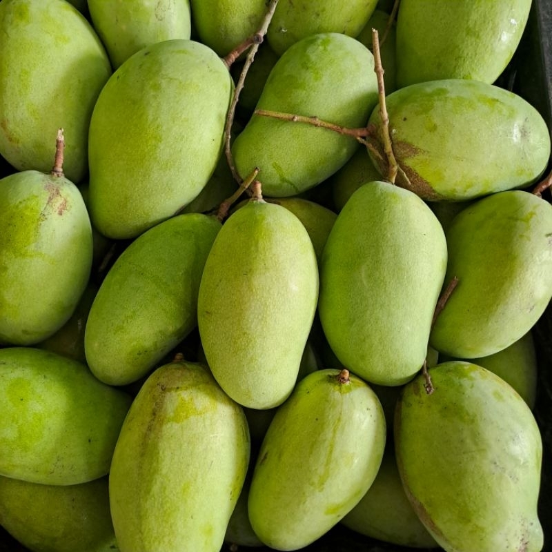 

Mangga Gajah / Budiraja paket 10kg