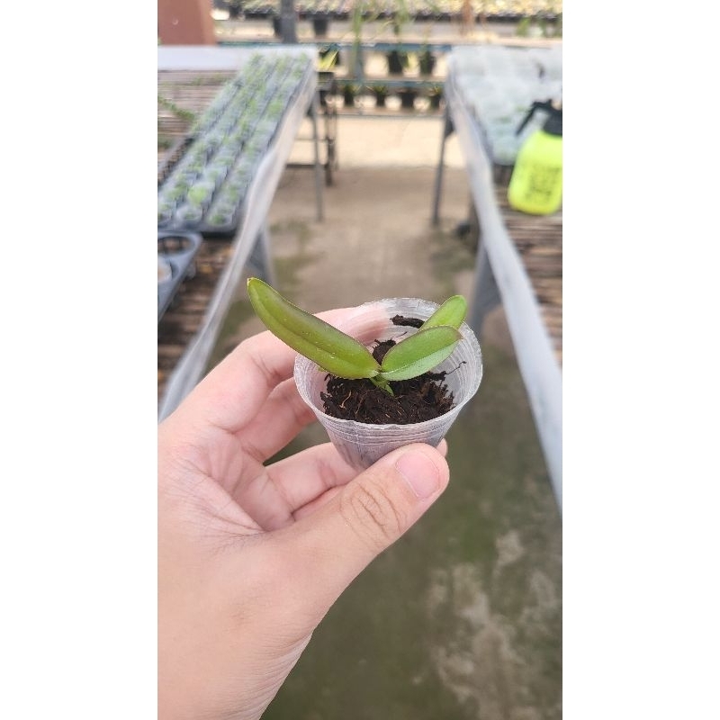 Anggrek Bulan Hybrid Seedling