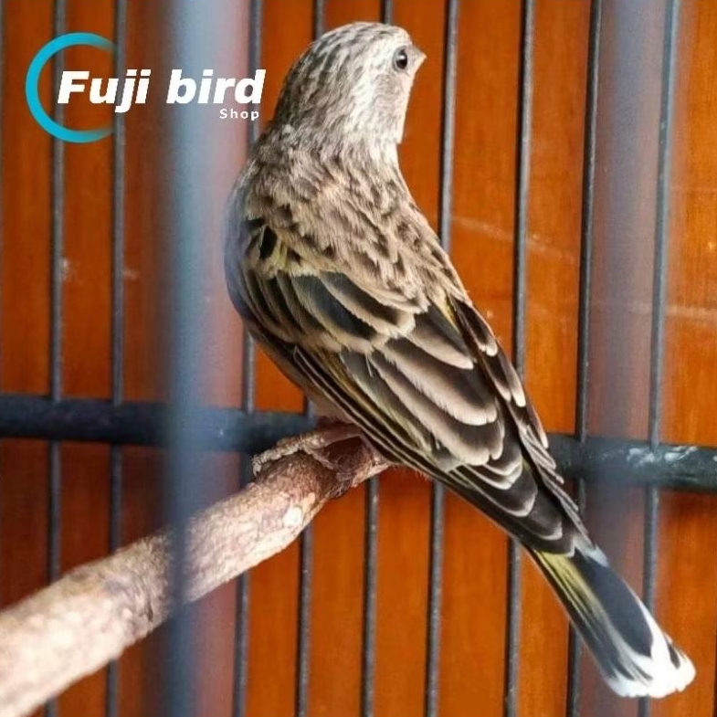 BURUNG BLACKTHROAT JANTAN