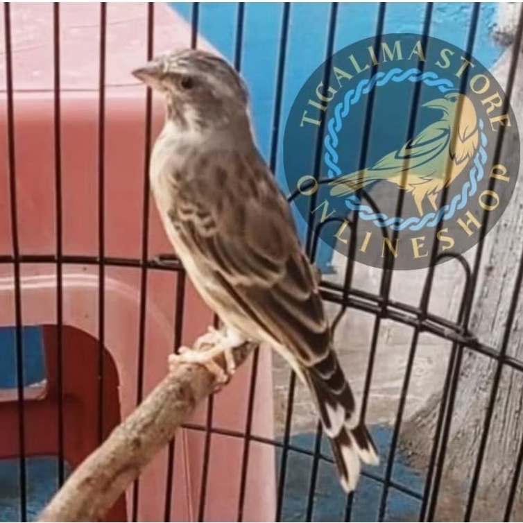 BURUNG BLACKSTROAT BETINA