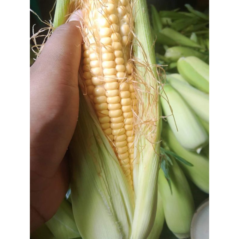 

Jagug manis kulit utuh fresh 1 kg
