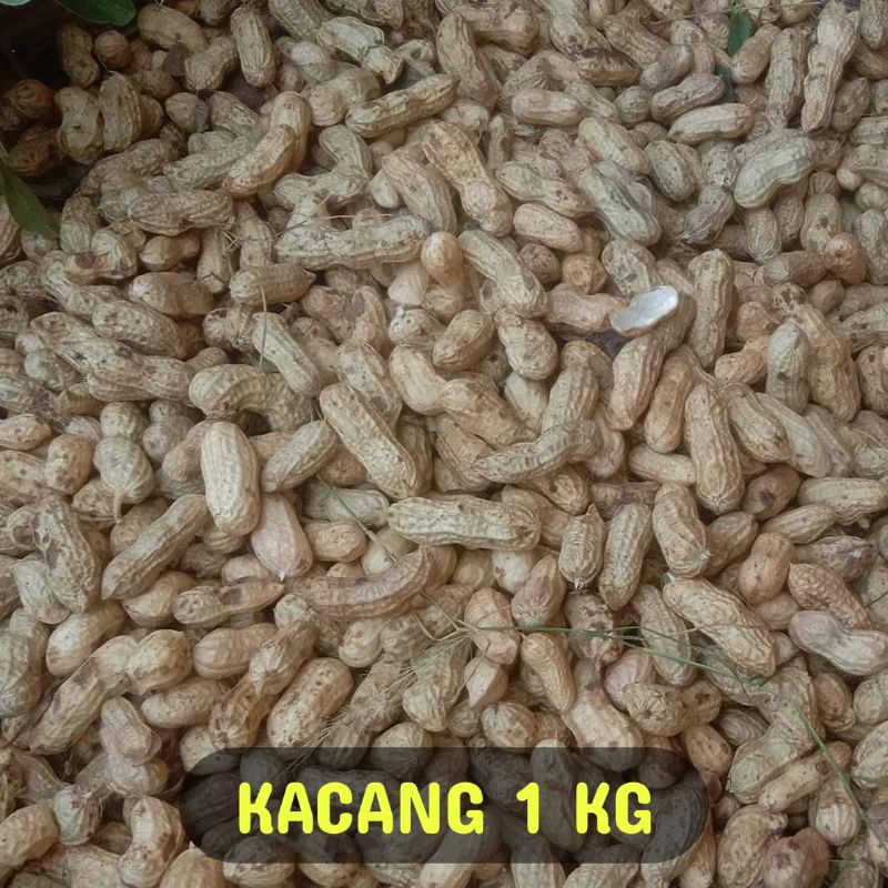 

Kacang tanah mentah 1 kg super